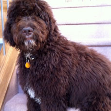 labradoodle testimonials