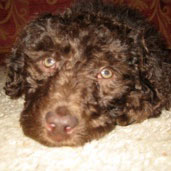 testimonials goldendoodle