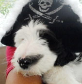 labradoodle testimonials