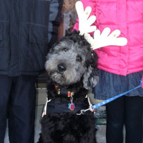 testimonials labradoodle