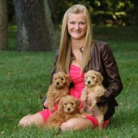 Goldendoodle Litter